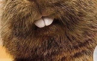 土拨鼠电影恶搞视频，土拨鼠电影恶搞视频大全